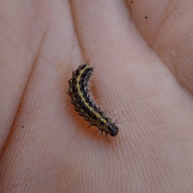 Spilosoma lubricipedum - tejszínű medvelepke