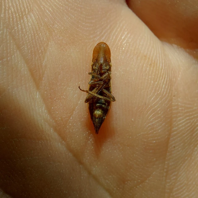 Glossocratus foveolatus Glossocratus foveolatus