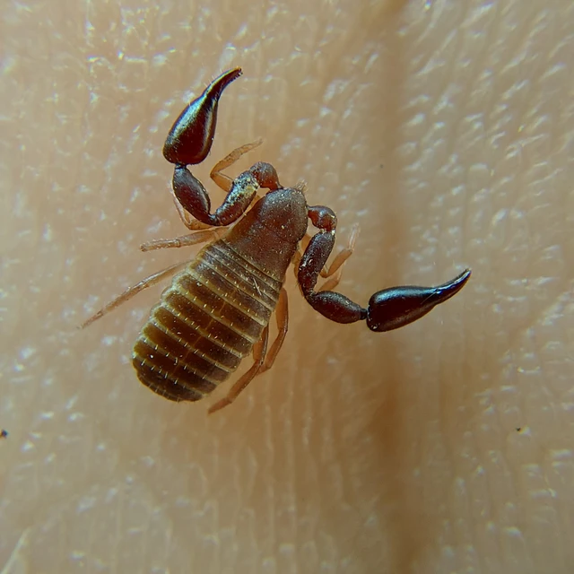 Pseudoscorpionida - Álskorpiók