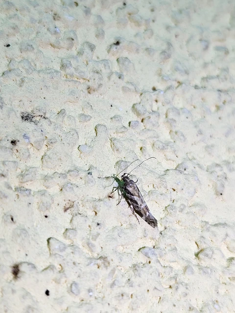Aristotelia subericinella - sárgacsíkos sarlósmoly
