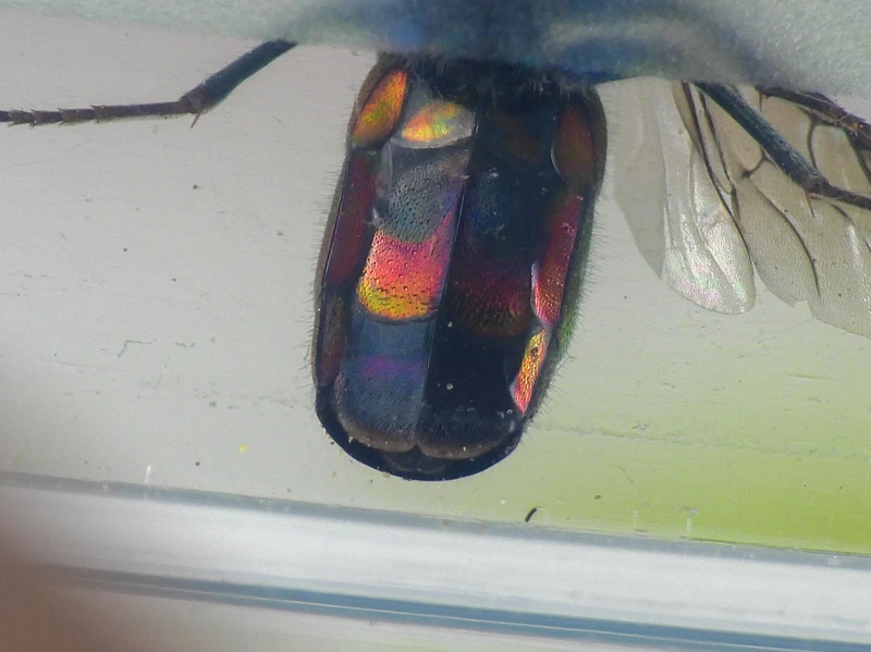 Chrysura austriaca