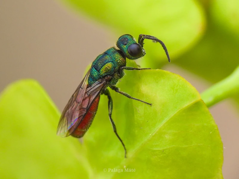 Chrysis gracillima