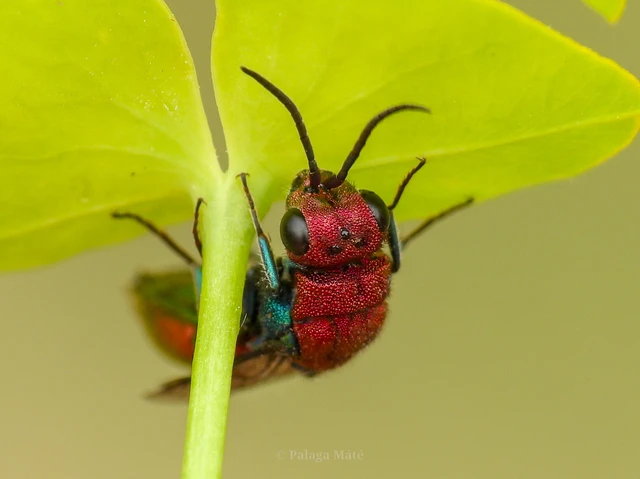 Chrysura cuprea - rézvörös fémdarázs