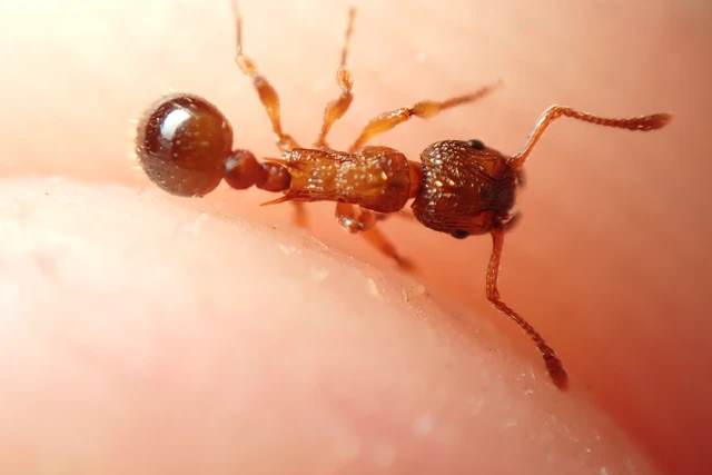 Myrmica sabuleti - gyakori bütyköshangya