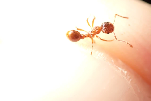 Myrmica rubra - közönséges bütyköshangya