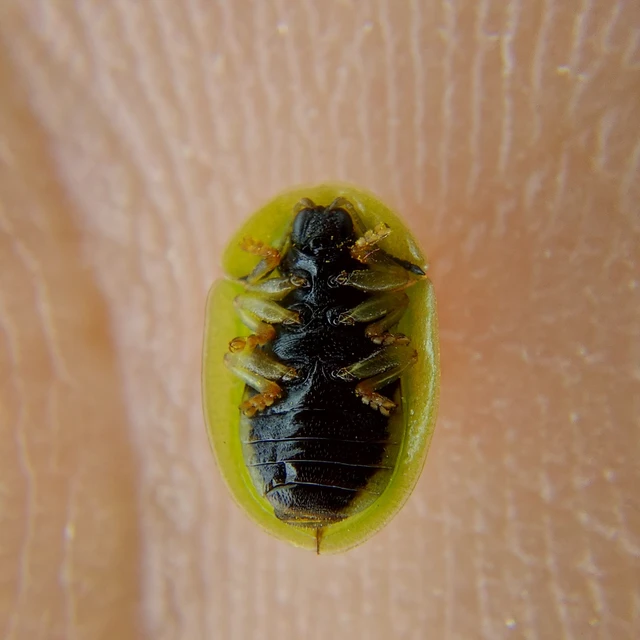 Cassida
