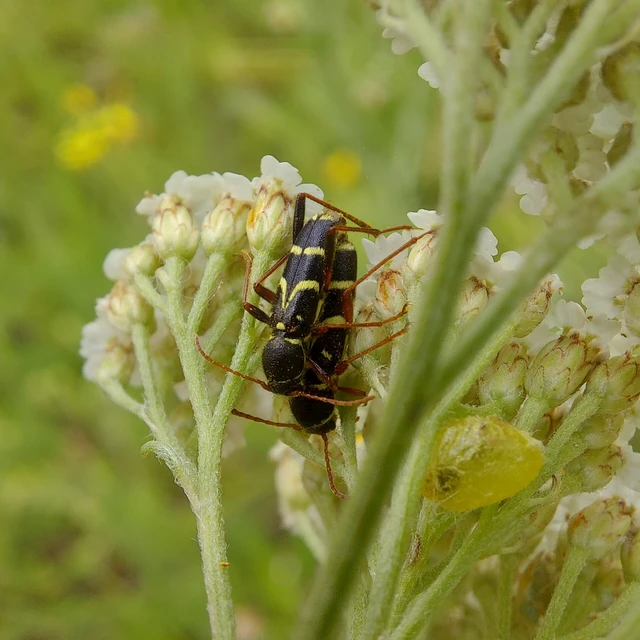 Clytus rhamni - benge-darázscincér