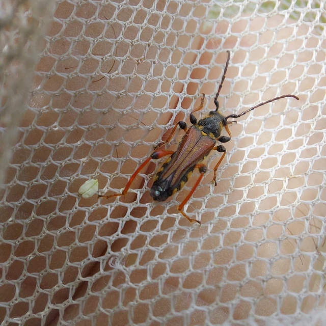 Stenopterus rufus - tarkacsápú keskenyfedőscincér