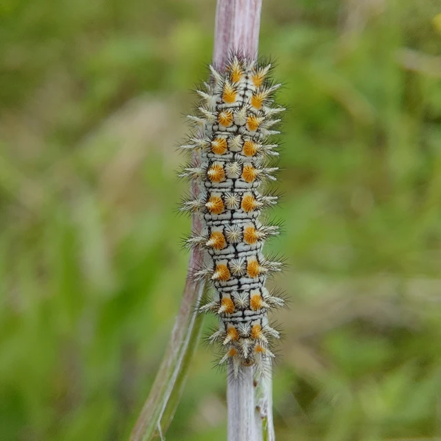 Melitaea didyma - tüzes tarkalepke