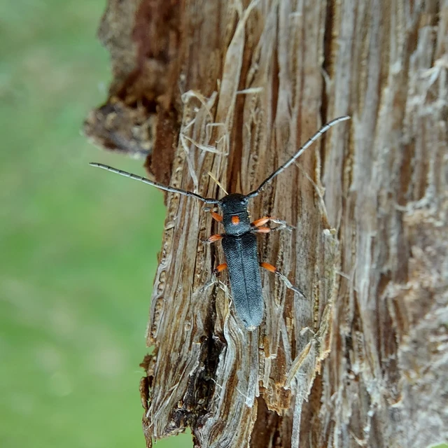 Phytoecia virgula - pirospontos fűcincér