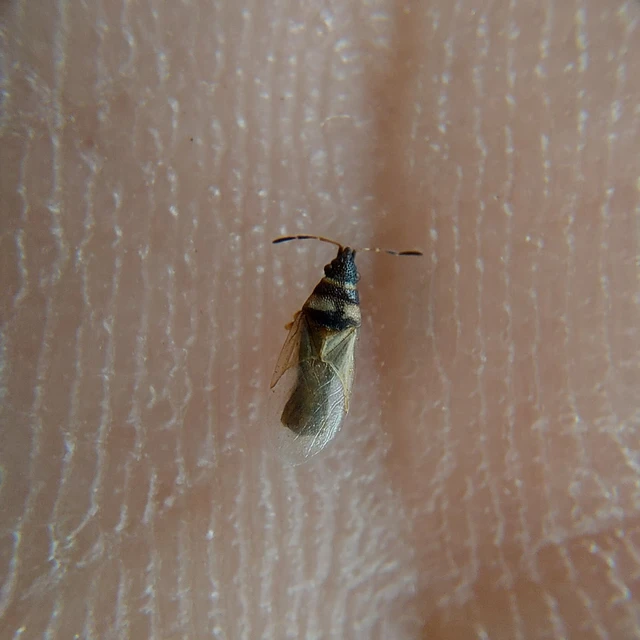 Oxycarenus pallens - fakó bodobács