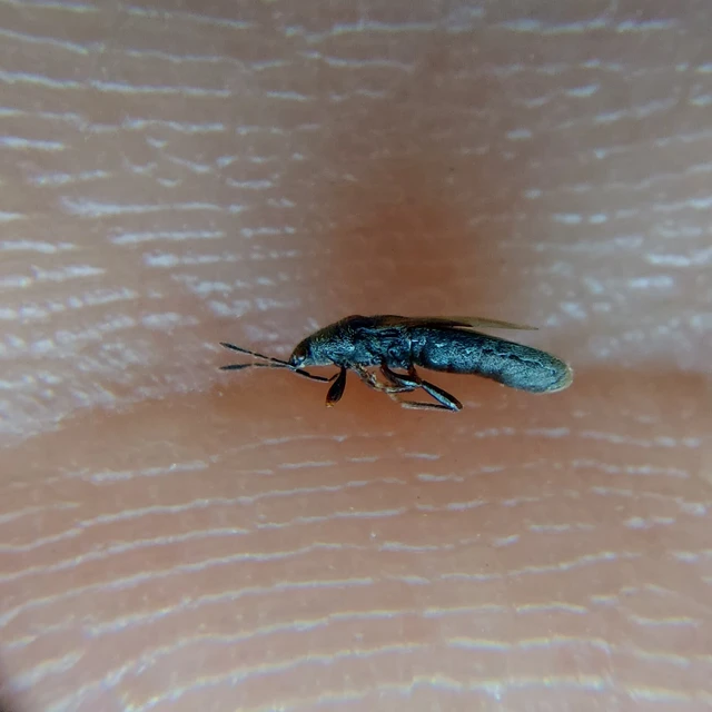 Dimorphopterus spinolae - közönséges karcsúbodobács