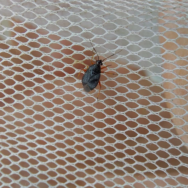 Capsus ater - fekete mezeipoloska