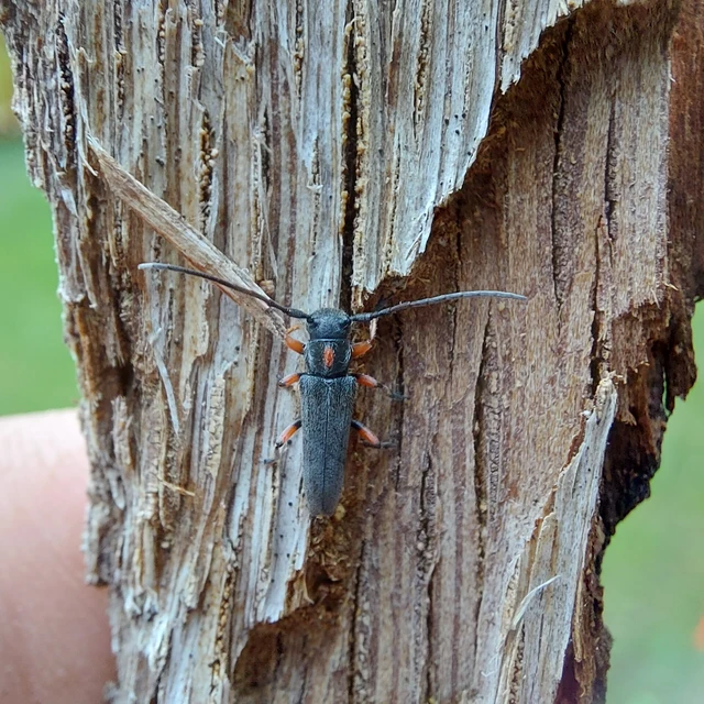 Phytoecia pustulata - parányi fűcincér