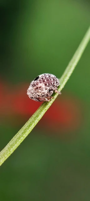 Curculionidae - ormányosbogár-félék