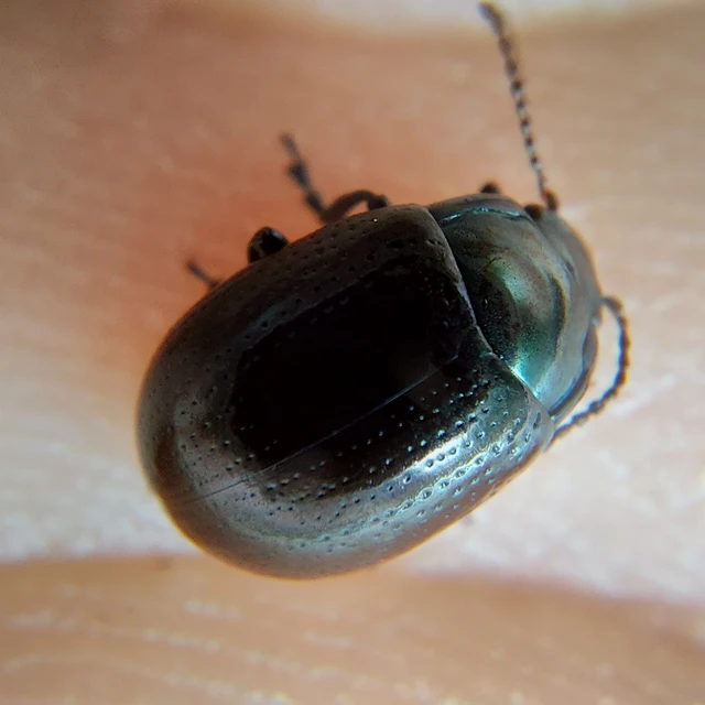 Chrysolina oricalcia - bronzos levélbogár