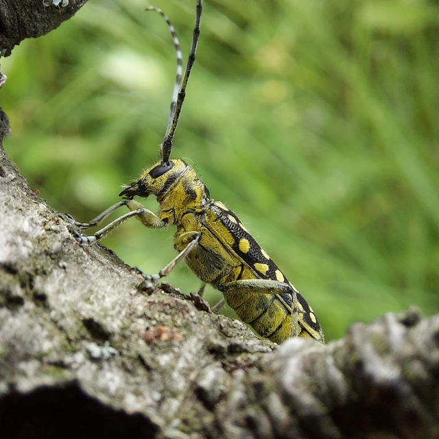 Saperda scalaris - létracincér