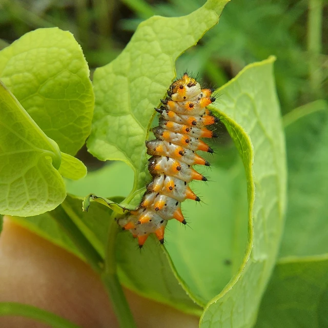 Zerynthia polyxena - farkasalmalepke