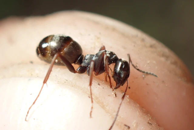 Formica fusca - kormos rabszolgahangya