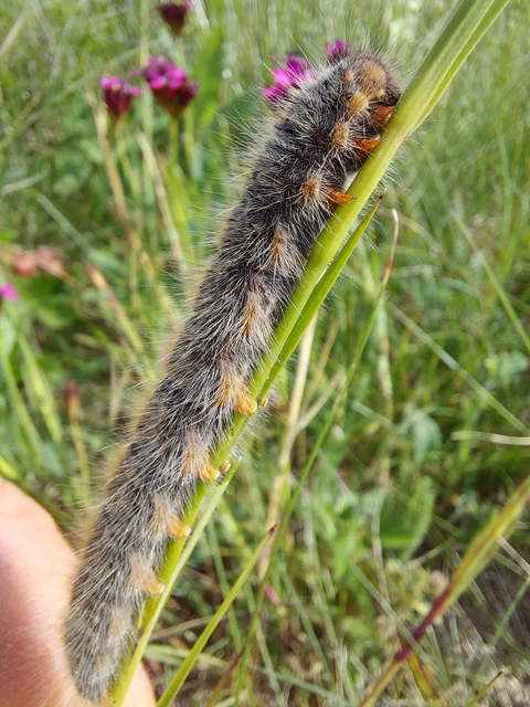 Lasiocampa trifolii - lóhereszövő