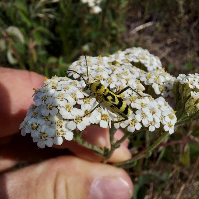 Chlorophorus varius - díszes darázscincér Chlorophorus varius - díszes darázscincér