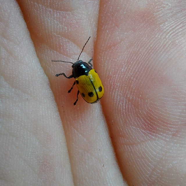 Cryptocephalus imperialis - daliás zömökbogár