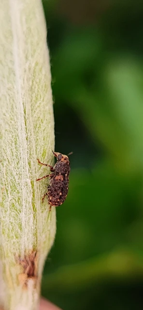 Anthribidae - orrosbogárfélék