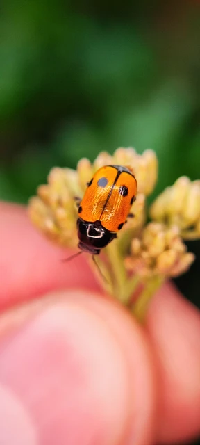 Cryptocephalus imperialis - daliás zömökbogár