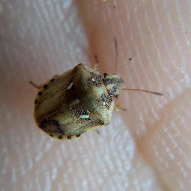 Derula flavoguttata Derula flavoguttata