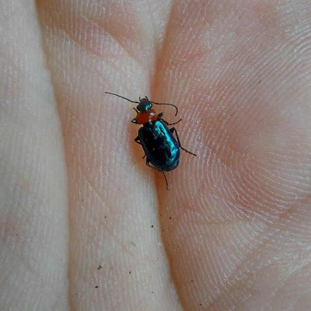 Lebia cyanocephala - pompás cserjefutó