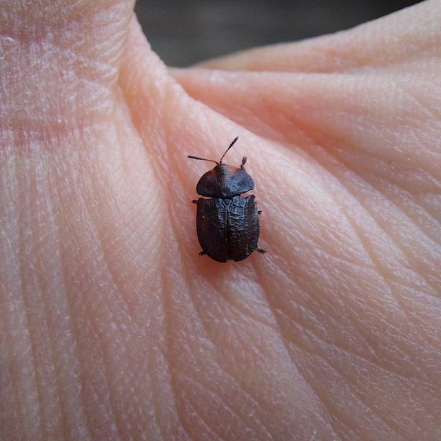 Cassida atrata - fekete pajzsbogár