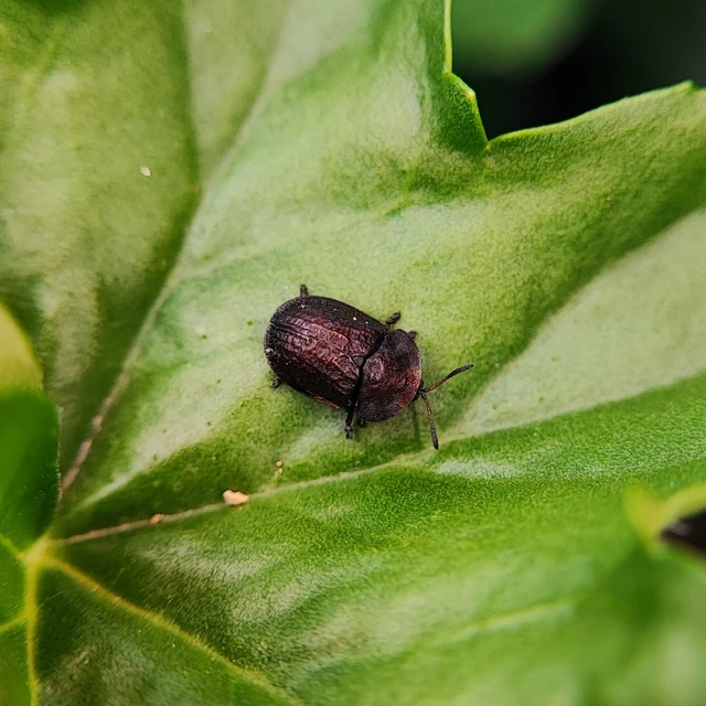 Cassida atrata - fekete pajzsbogár