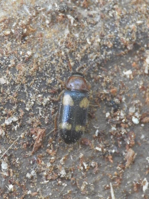 Mycetophagus fulvicollis - sárganyakú gombabogár