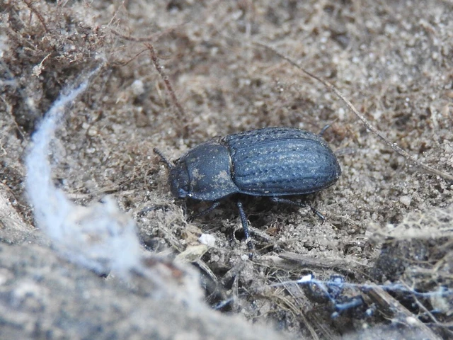 Opatrum sabulosum - sároshátú gyászbogár Opatrum sabulosum - sároshátú gyászbogár