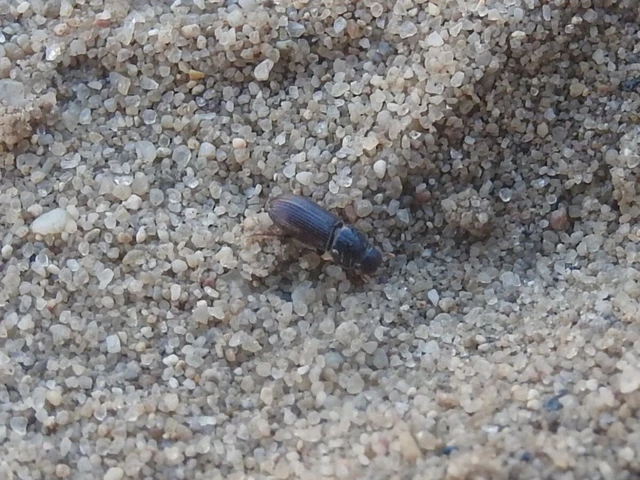 Pleurophorus caesus - hengeres trágyabogár