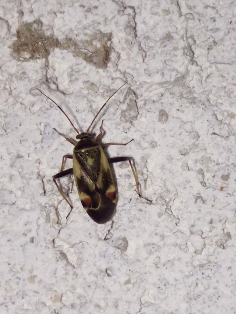 Polymerus