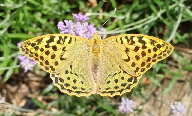 Argynnis pandora - zöldes gyöngyházlepke