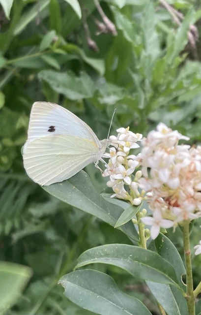 Pieris rapae - répalepke