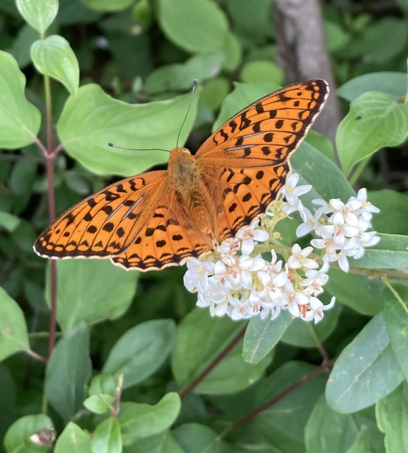 Argynnis adippe - ezüstös gyöngyházlepke