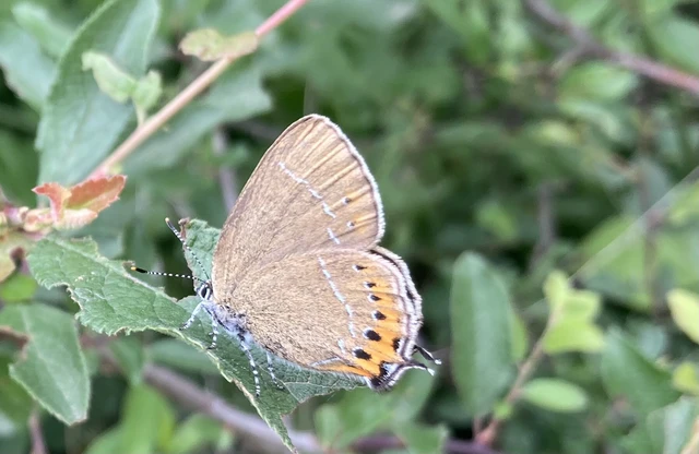 Satyrium pruni - szilvafa-csücsköslepke