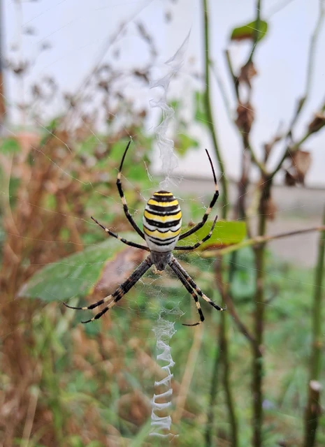 Argiope bruennichi - darázspók