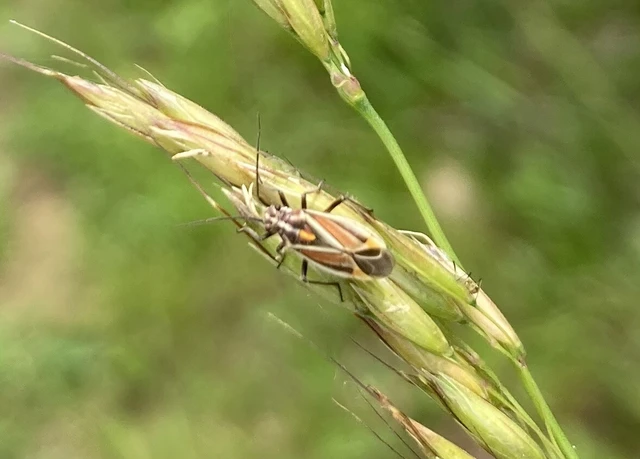 Horistus orientalis