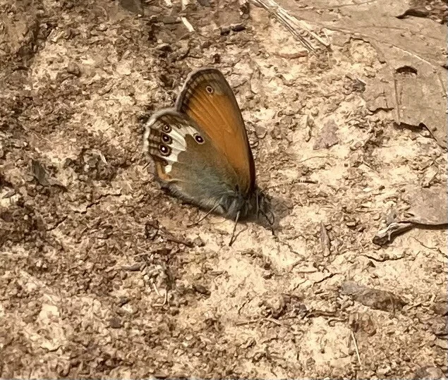 Coenonympha arcania - fehéröves szénalepke