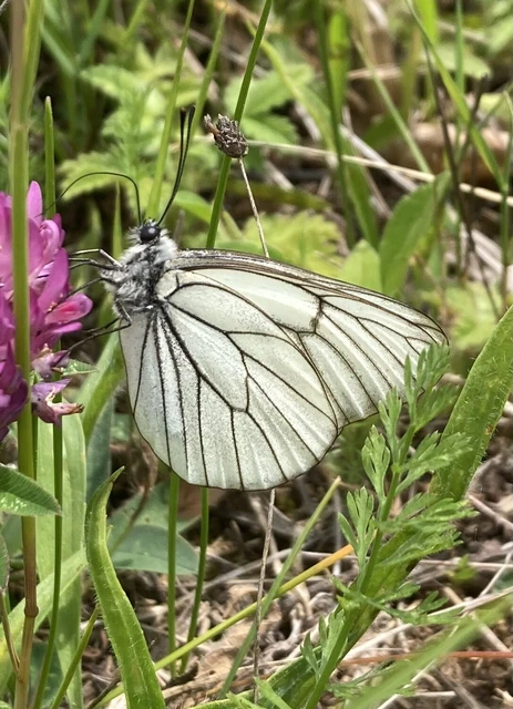 Aporia crataegi - galagonyalepke