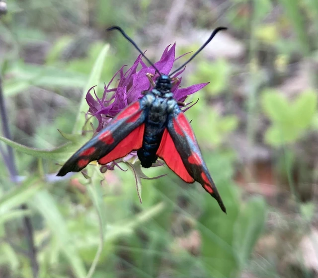 Zygaena filipendulae - acélszínű csüngőlepke