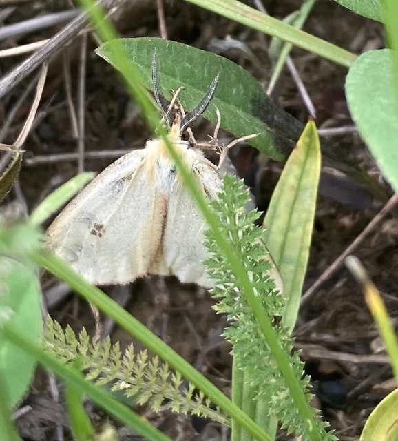 Diacrisia sannio - vörösszélű medvelepke