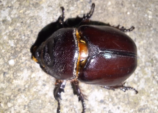 Oryctes nasicornis - orrszarvú bogár