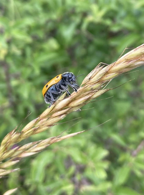 Lachnaia sexpunctata - szőrösnyakú zsákhordóbogár Lachnaia sexpunctata - szőrösnyakú zsákhordóbogár