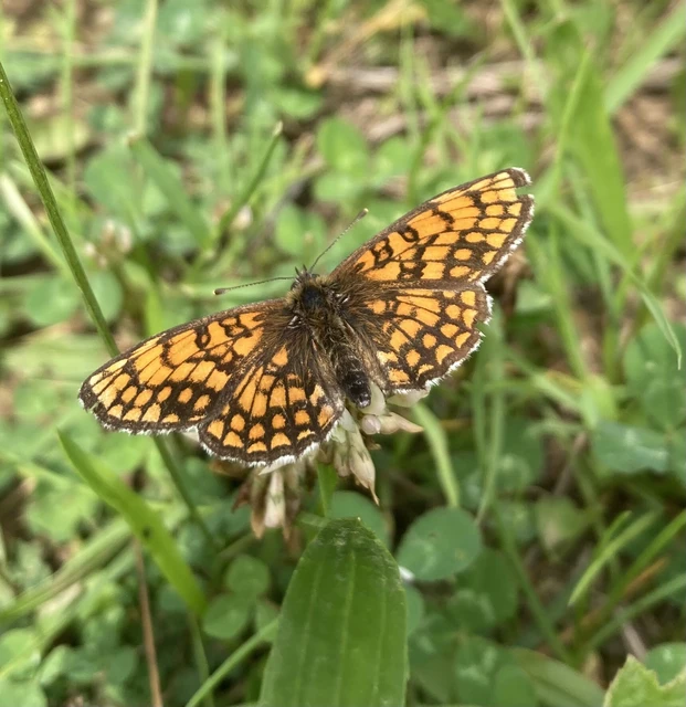 Melitaea athalia - közönséges tarkalepke