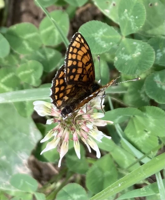 Melitaea athalia - közönséges tarkalepke